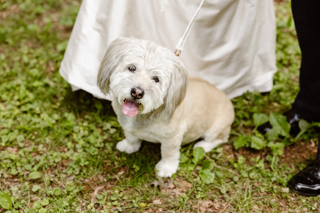 the wedding couples dog