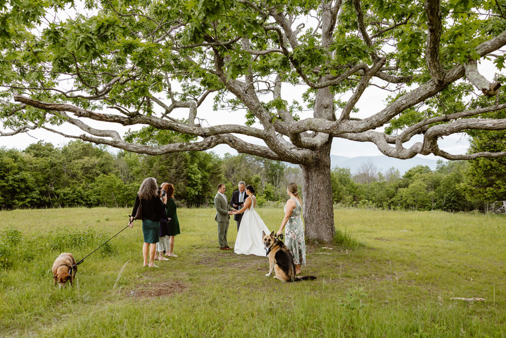 the wedding couple eloping under a tree