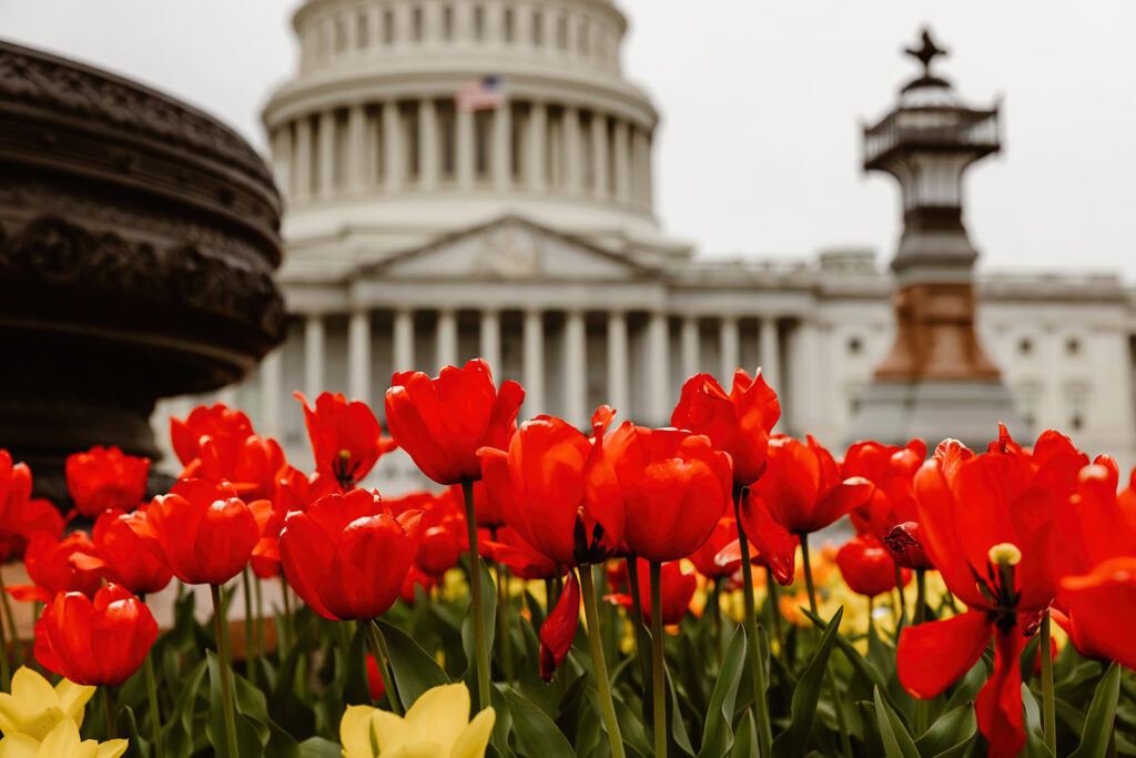 close up of colorful, red tulips in dc