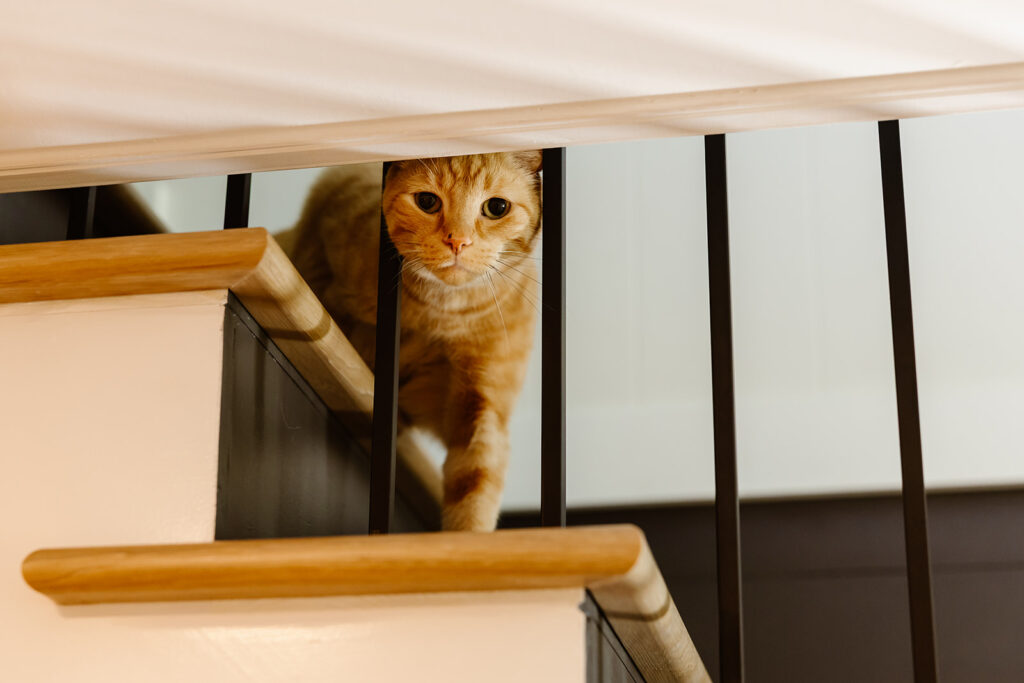 cute ginger kitty on a staircase
