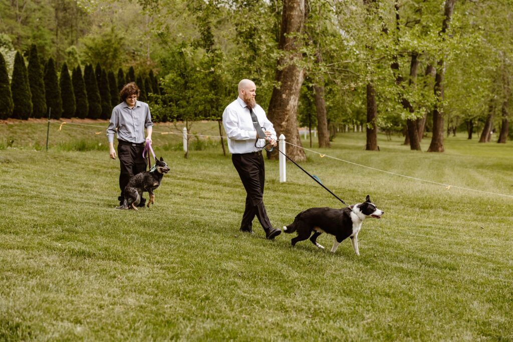 groom walking his dogs down the aisle