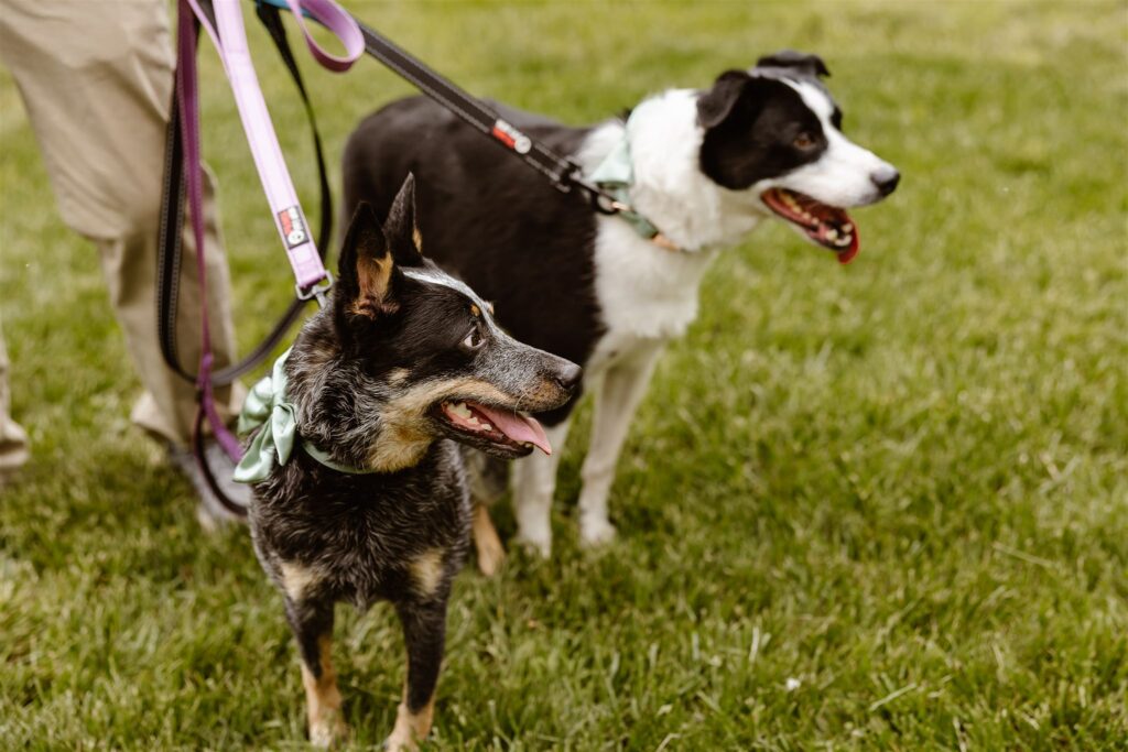 groom walking his dogs down the aisle