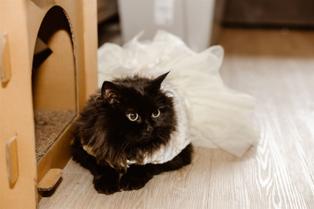 cutie black cat in wedding attire